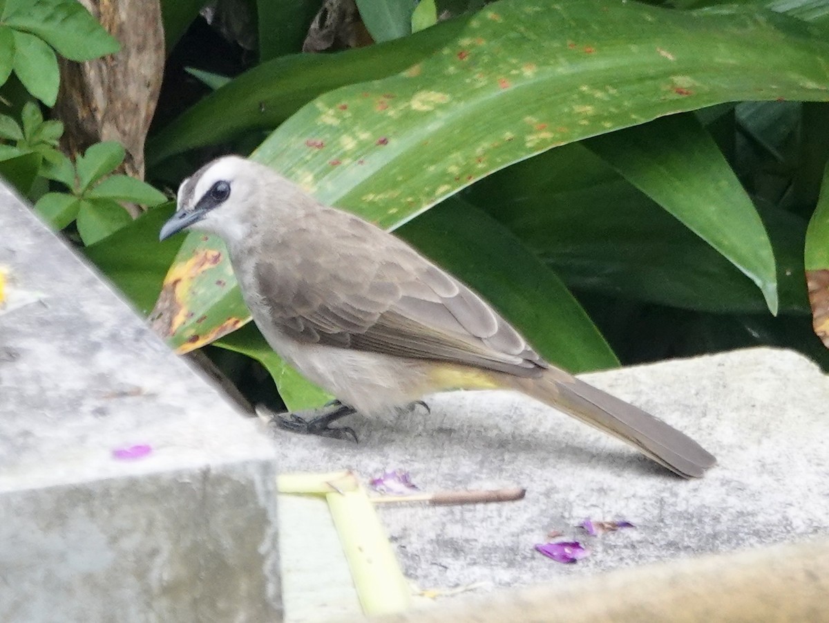 Yellow-vented Bulbul - ML640996134