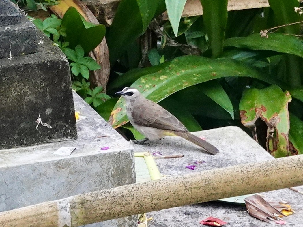 Yellow-vented Bulbul - ML640996135