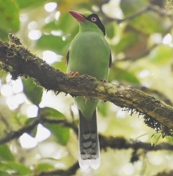 Bornean Green-Magpie - ML640996138