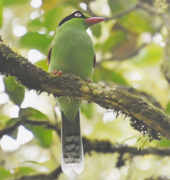 Bornean Green-Magpie - ML640996140