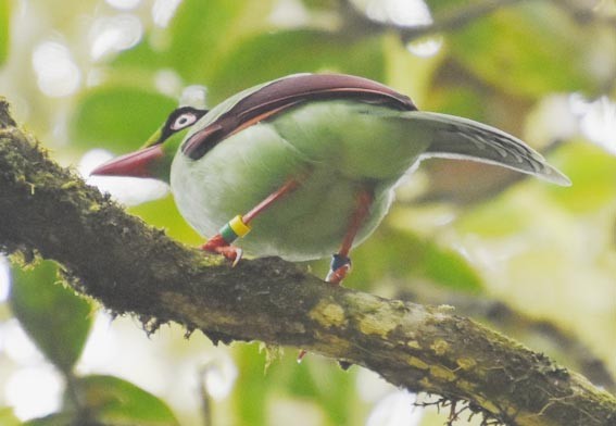 Bornean Green-Magpie - ML640996141