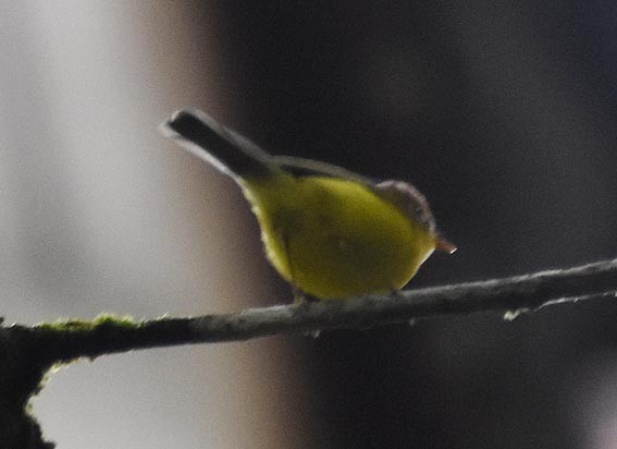 Mountain Leaf Warbler - ML640996158