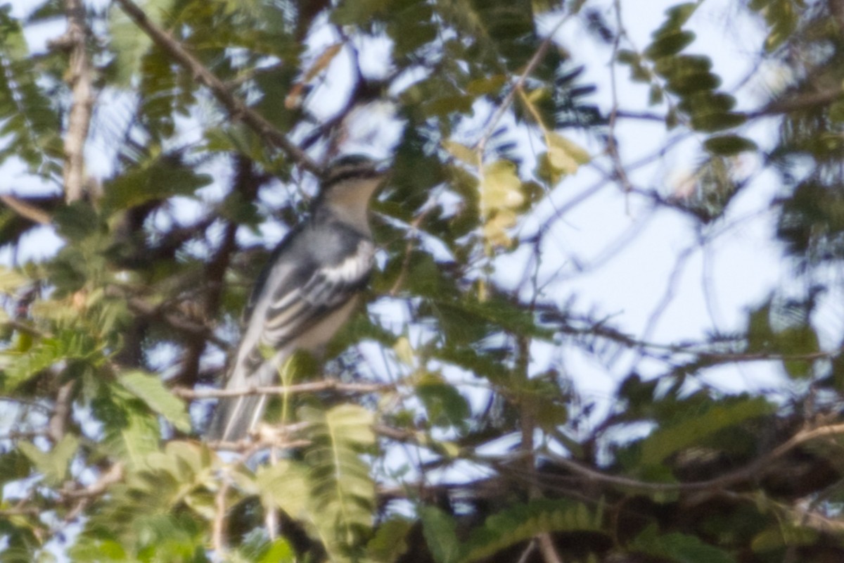 White-shouldered Triller - ML640996160