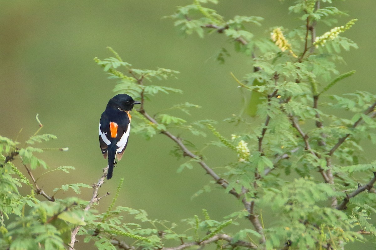 White-bellied Minivet - ML640996263