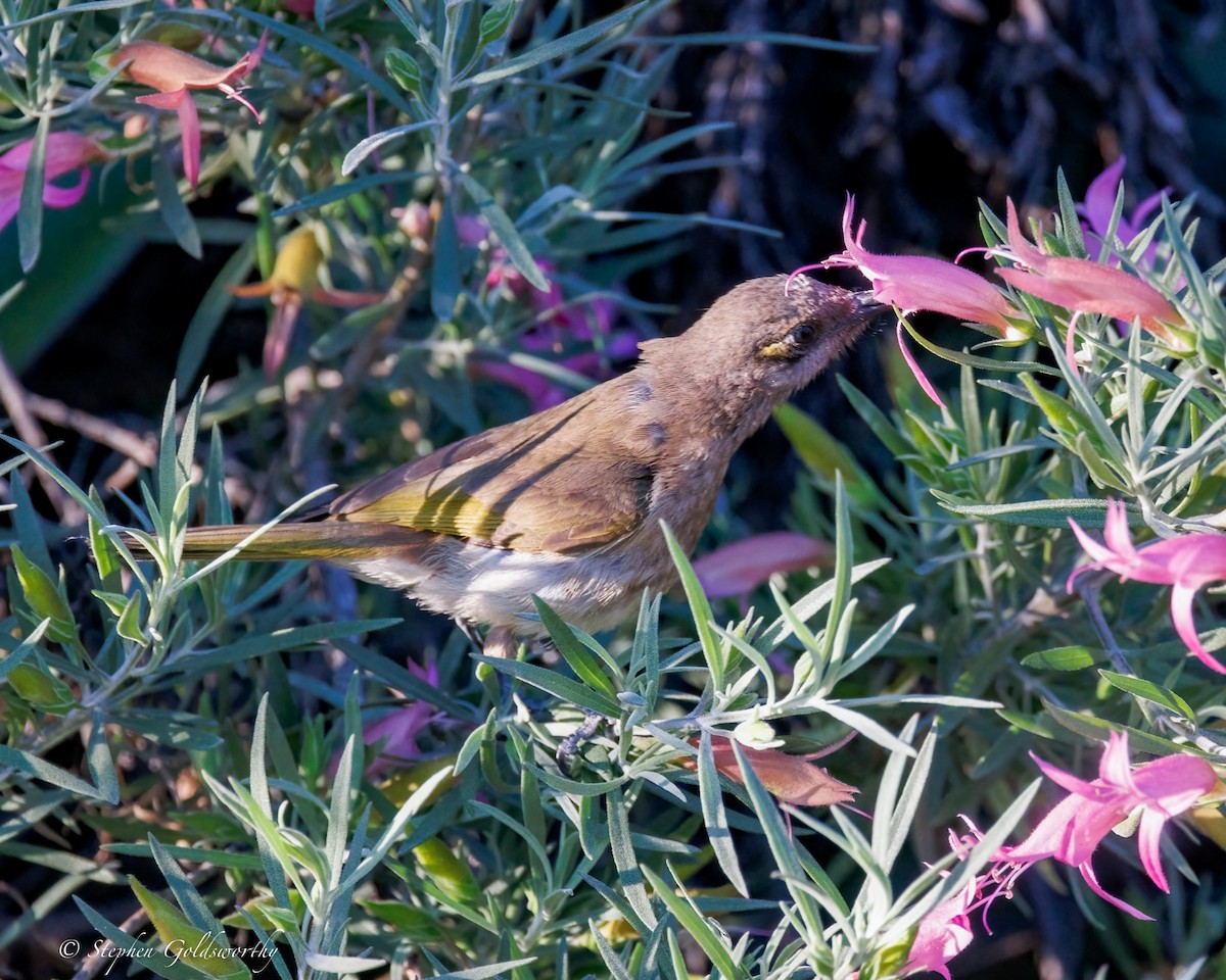 Brown Honeyeater - ML640996274