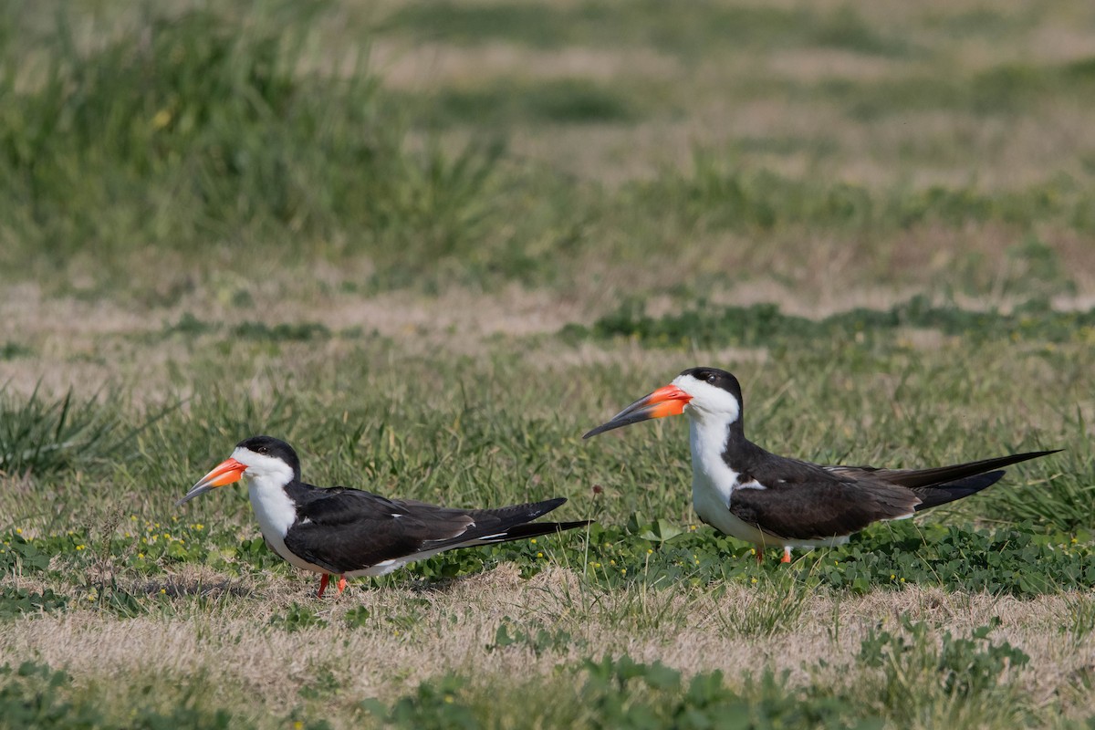 Black Skimmer - ML640996277