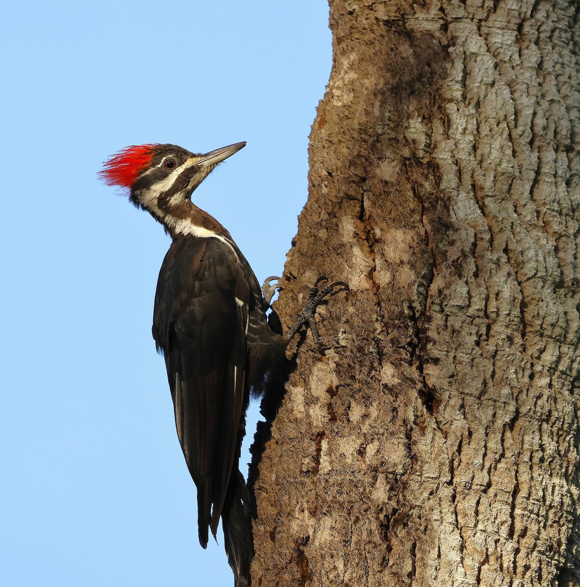 Pileated Woodpecker - ML640996336