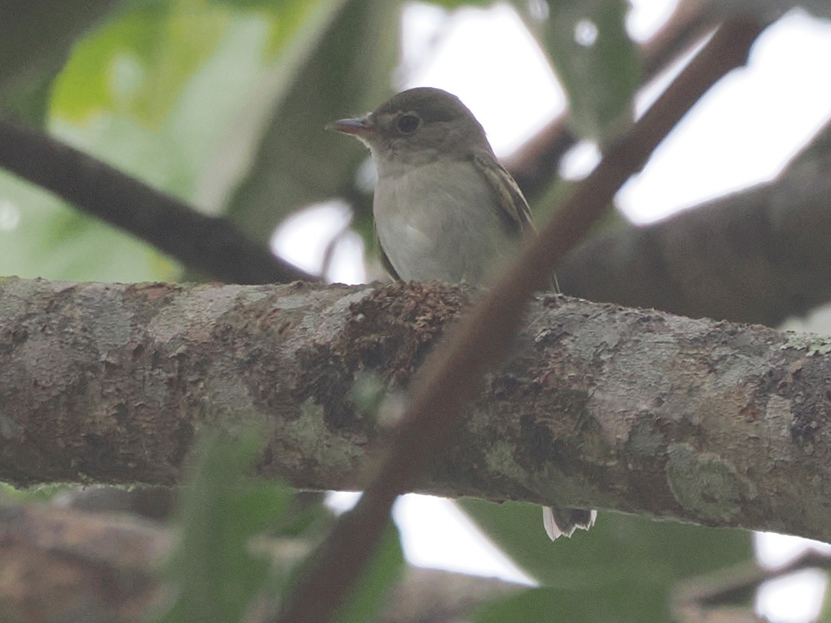 Acadian Flycatcher - ML640996337
