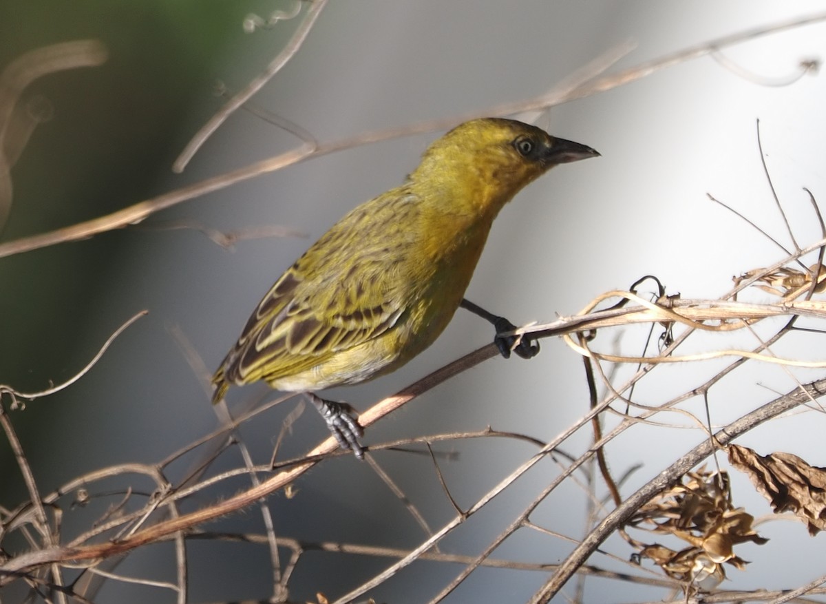Lesser Masked-Weaver - ML640996338
