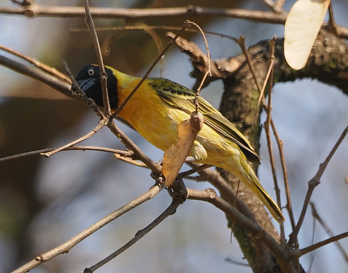 Lesser Masked-Weaver - ML640996339
