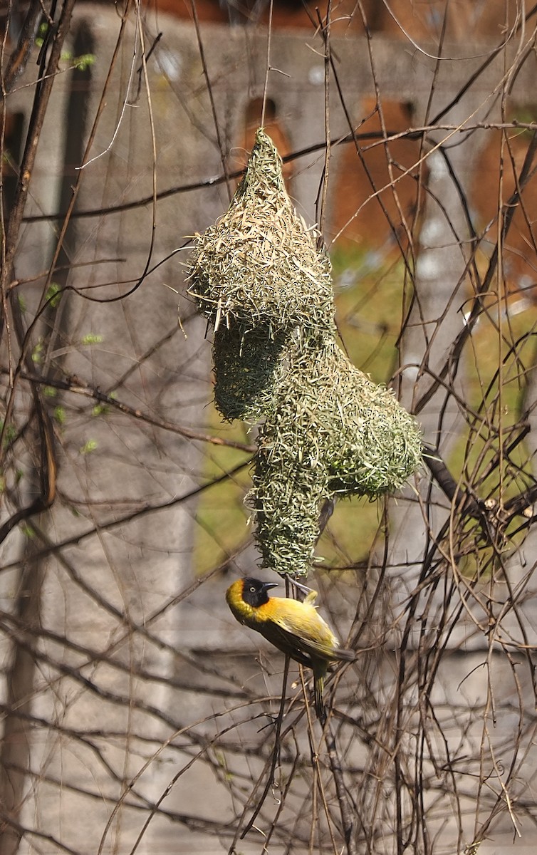 Lesser Masked-Weaver - ML640996341