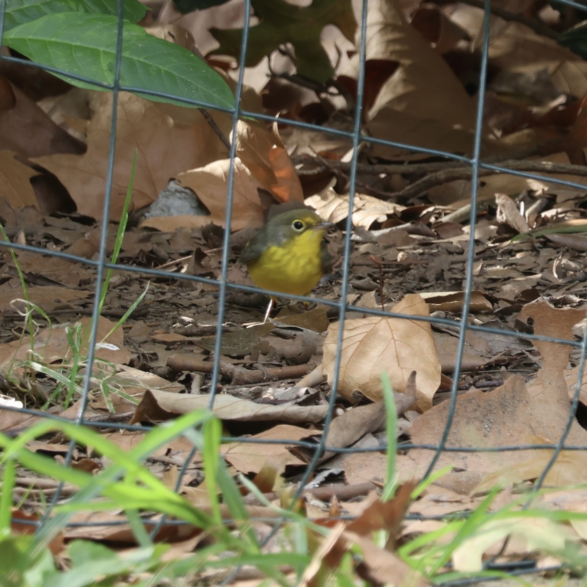 Canada Warbler - ML640996352