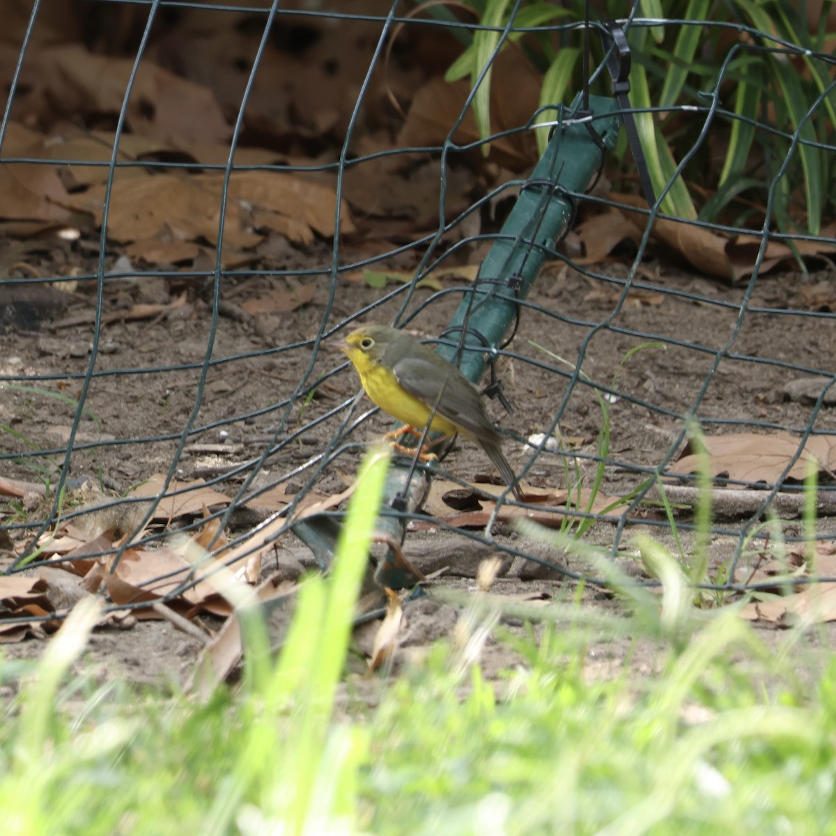 Canada Warbler - ML640996353
