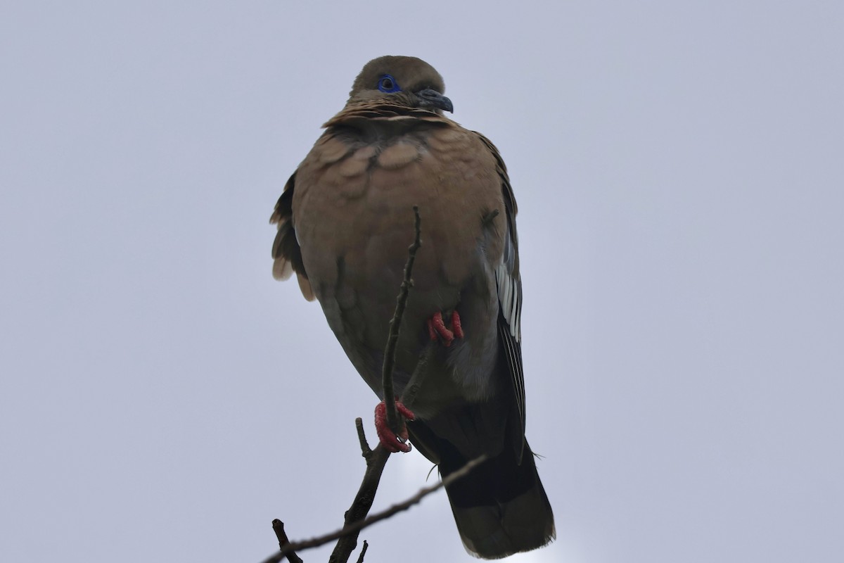 Peru Kumrusu - ML640996360
