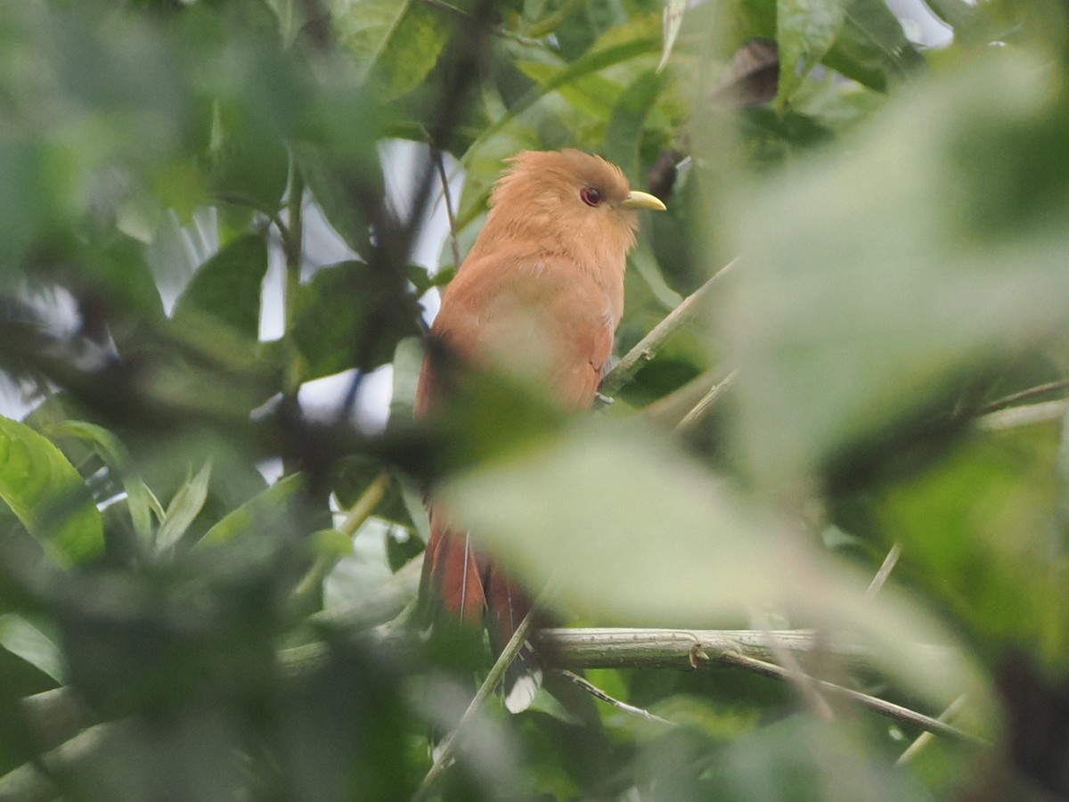 Little Cuckoo - ML640996377