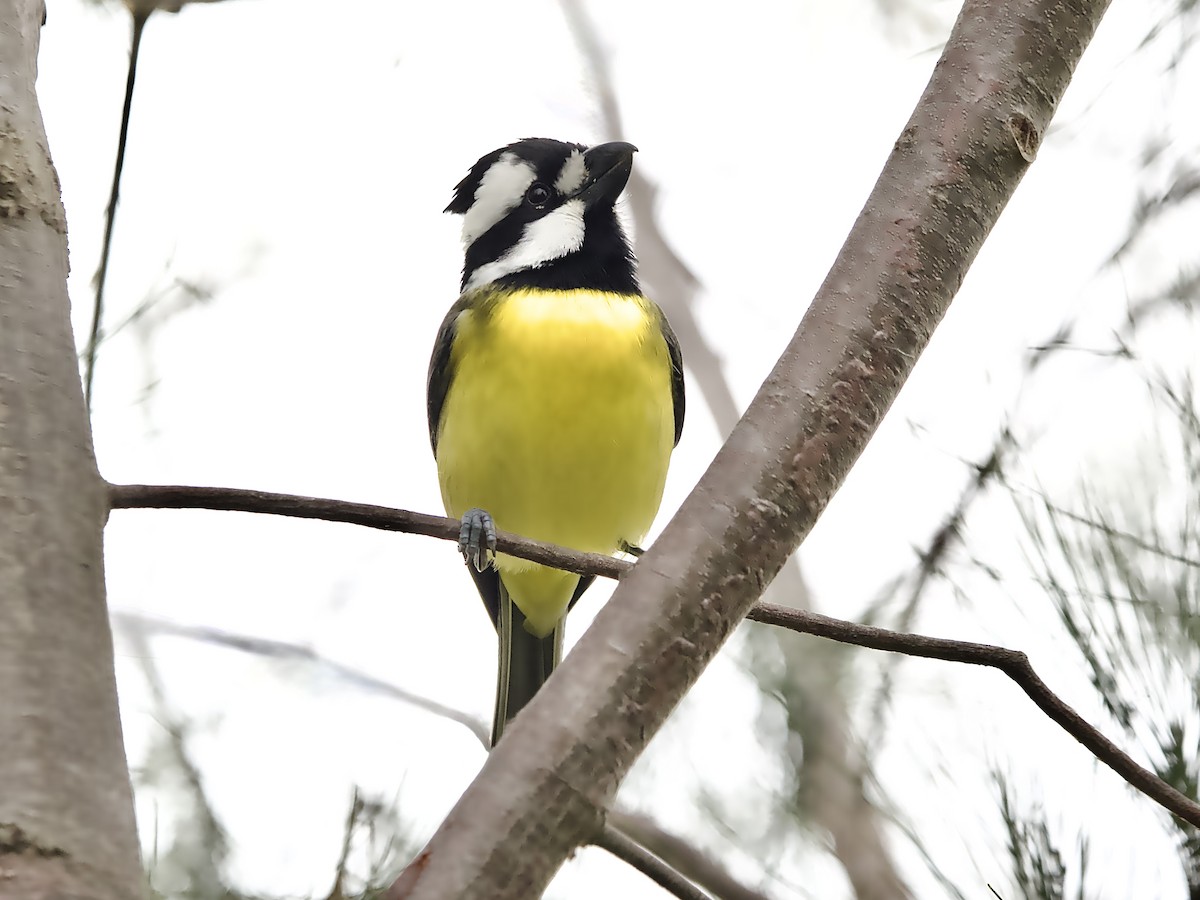 Eastern Shrike-tit - ML640996422