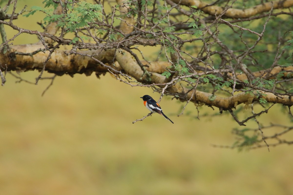 White-bellied Minivet - ML640996430