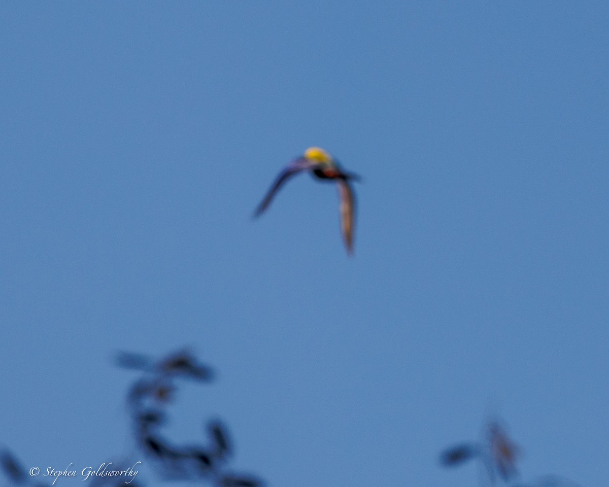 Pale-headed Rosella - ML640996496