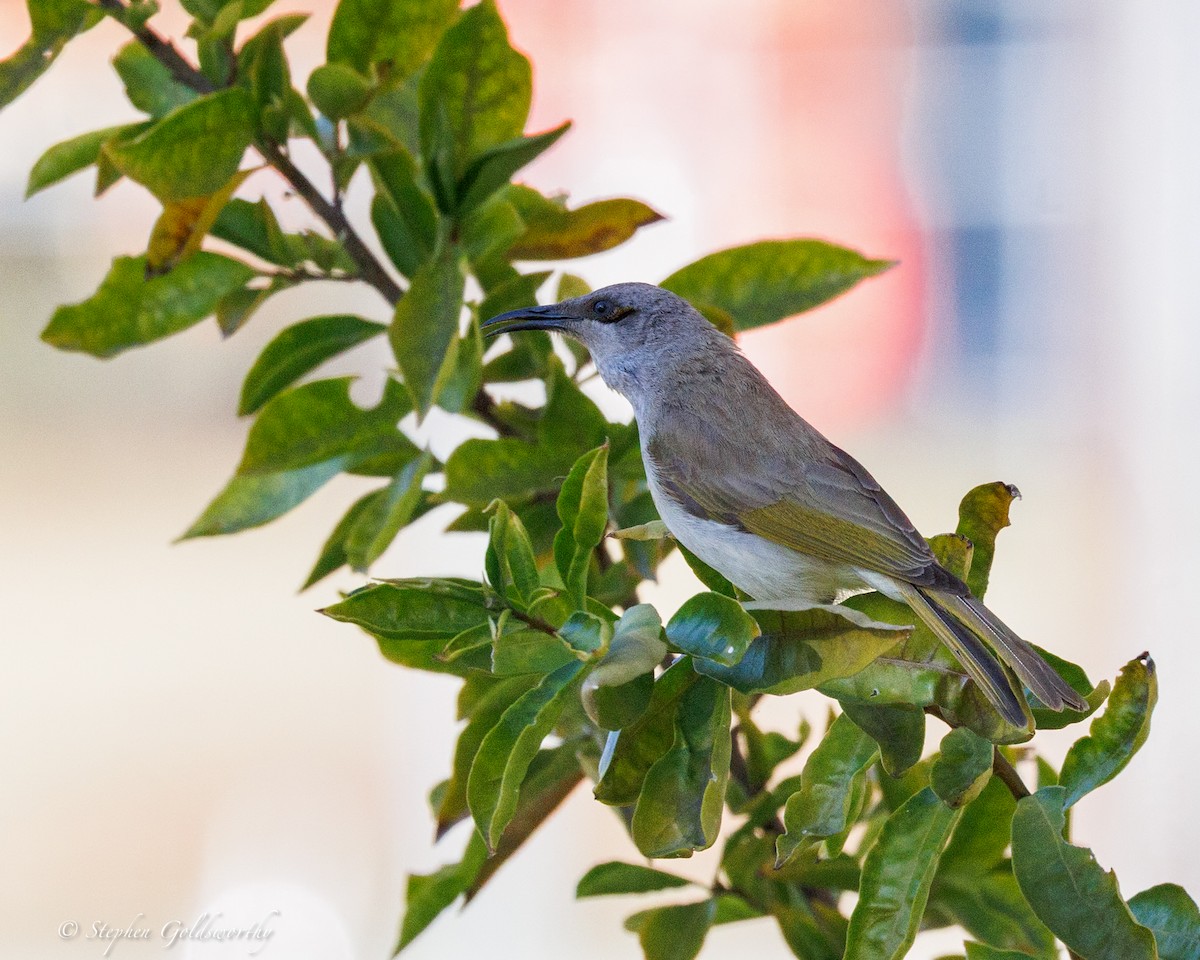 Brown Honeyeater - ML640996503