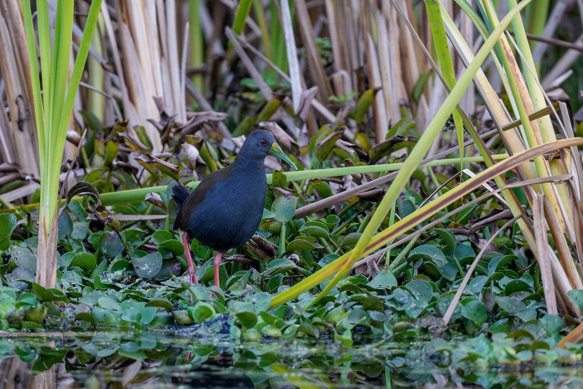Blackish Rail - ML640996505