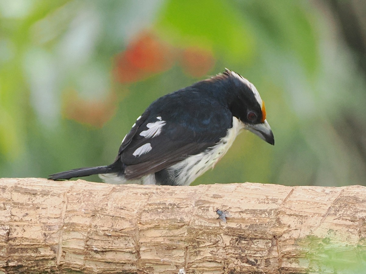 Orange-fronted Barbet - ML640996530
