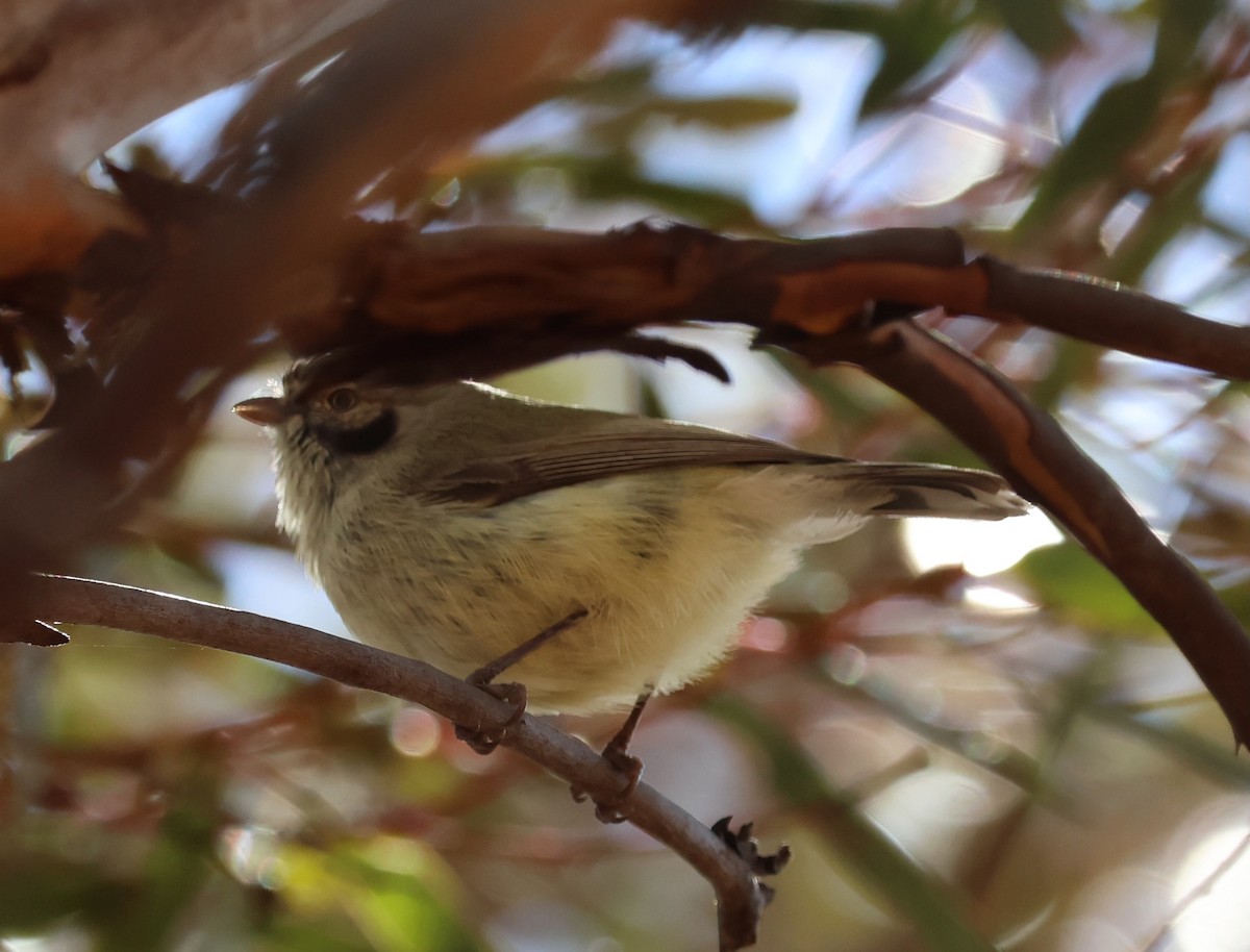 Weebill - ML640996563
