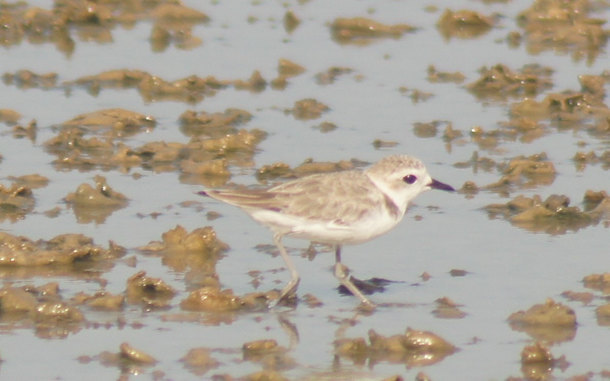 Snowy Plover - ML640996595