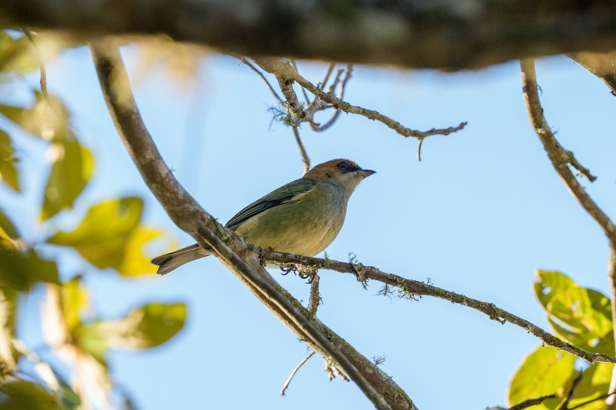 Black-backed Tanager - ML640996644
