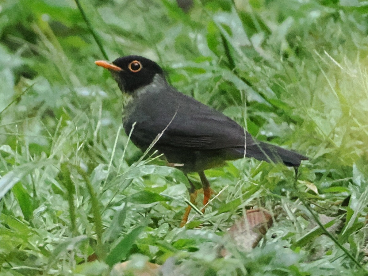 Sclatermusendrossel - ML640996676