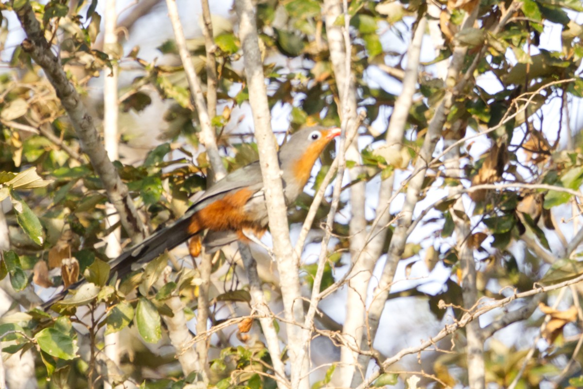Red-billed Malkoha - ML640996681