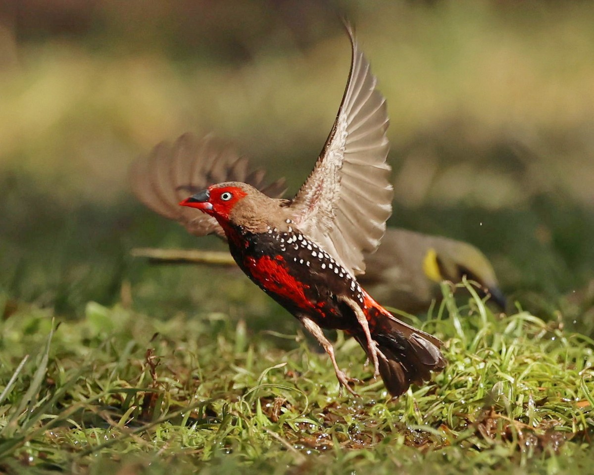 Diamant peint - ML640996682