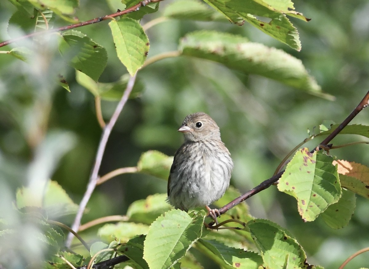 Field Sparrow - ML640996692