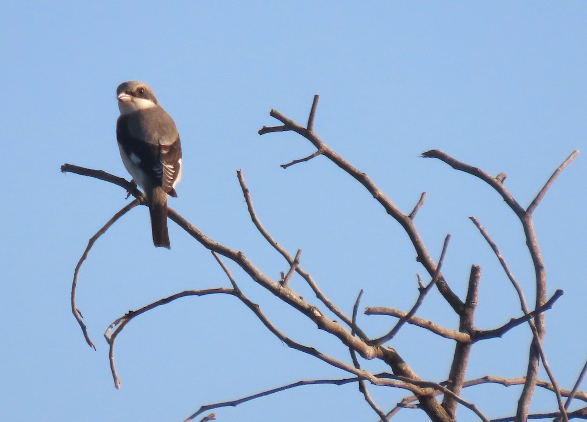 Lesser Gray Shrike - ML640996700