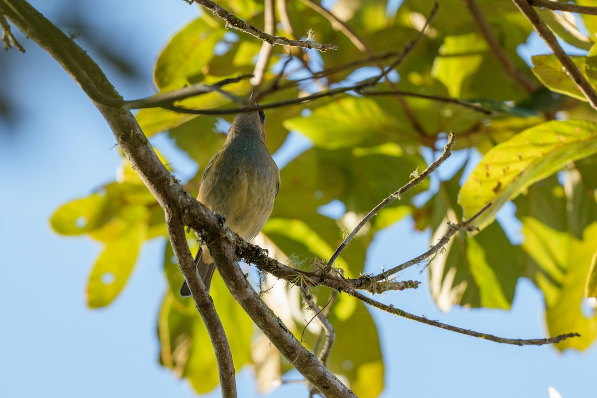 Black-backed Tanager - ML640996702