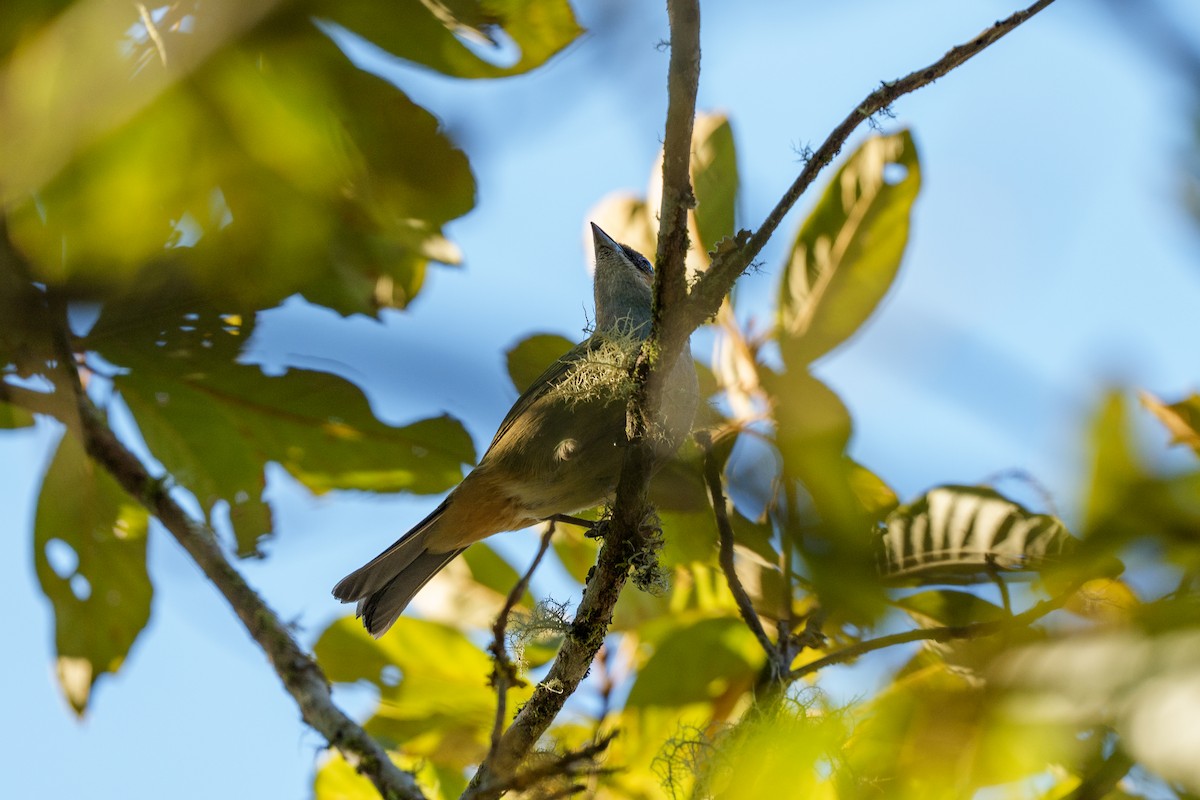 Black-backed Tanager - ML640996703