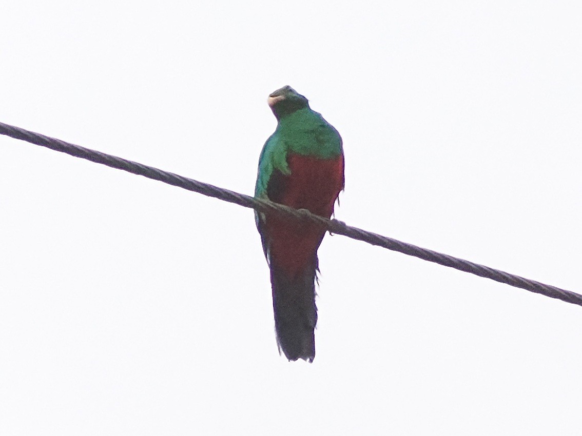Quetzal doré - ML640996704