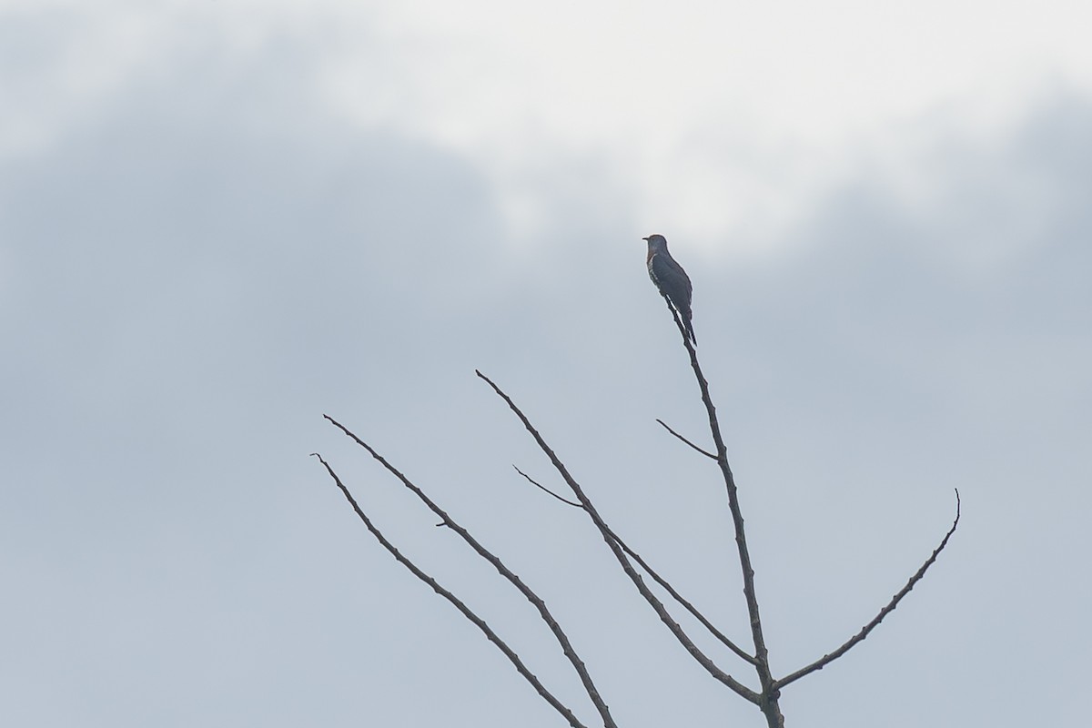Einsiedlerkuckuck - ML640996713