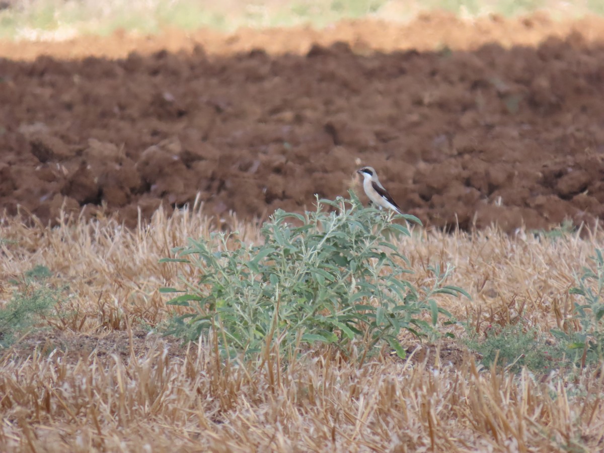 Lesser Gray Shrike - ML640996720