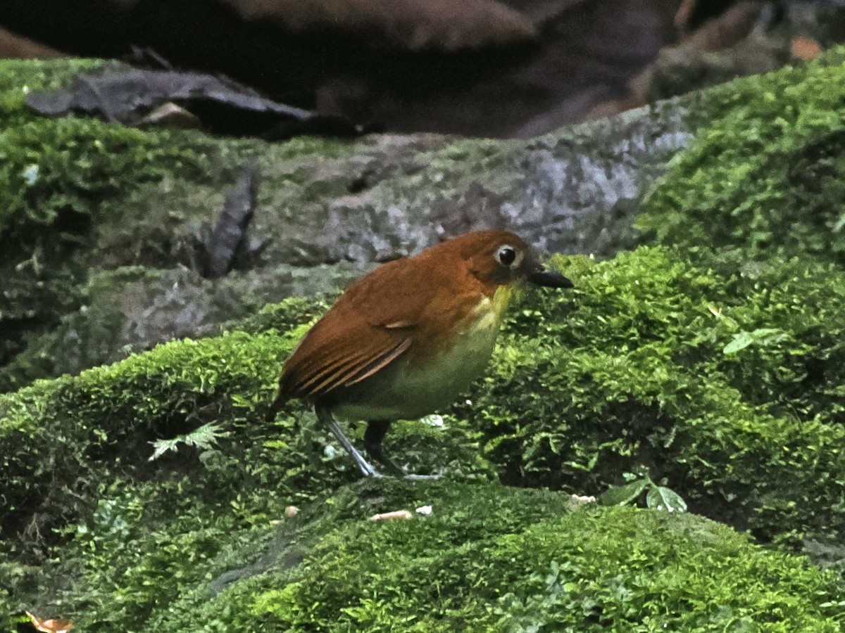 gulbrystmaurpitta - ML640996726