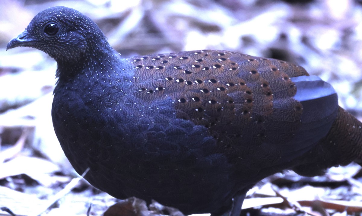 Mountain Peacock-Pheasant - ML640996732