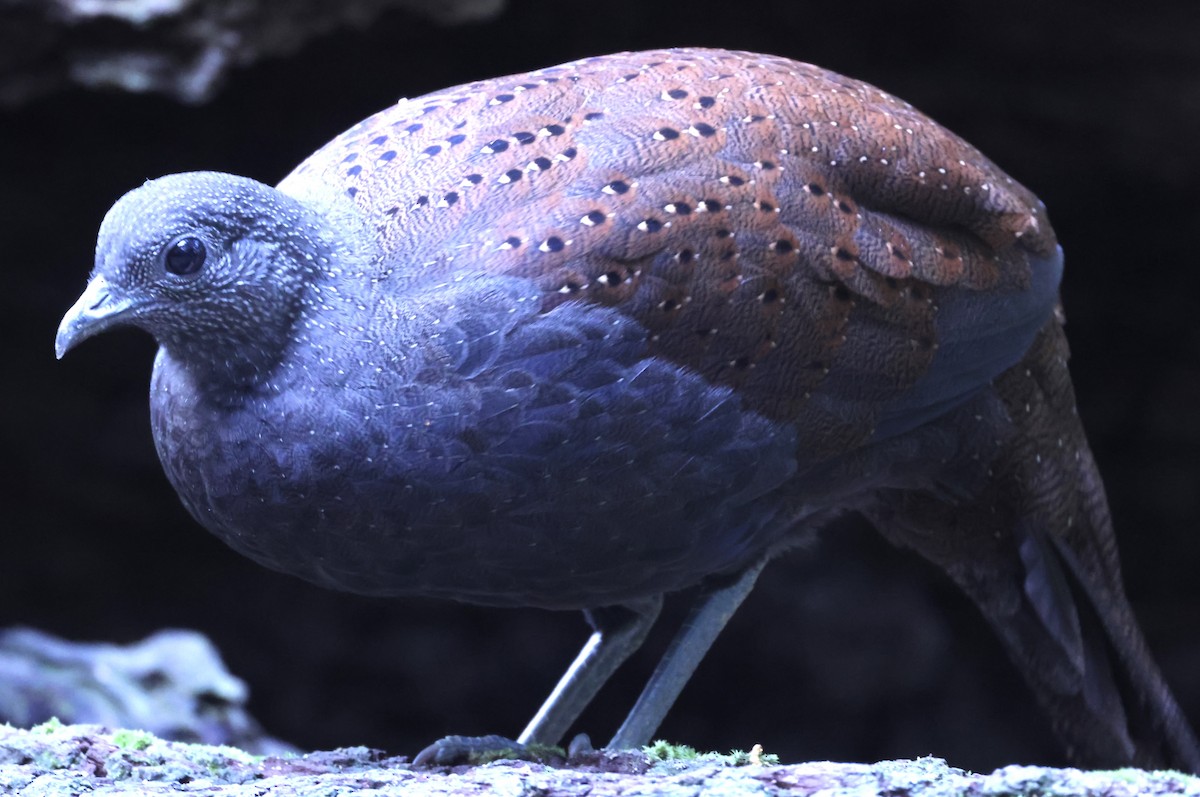 Mountain Peacock-Pheasant - ML640996733
