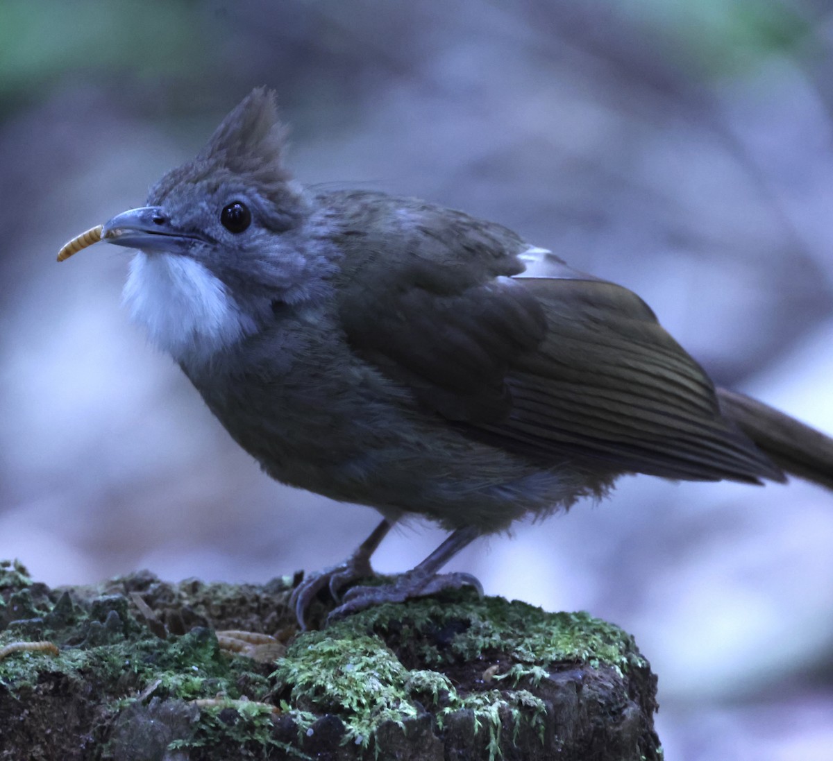 Ochraceous Bulbul - ML640996734