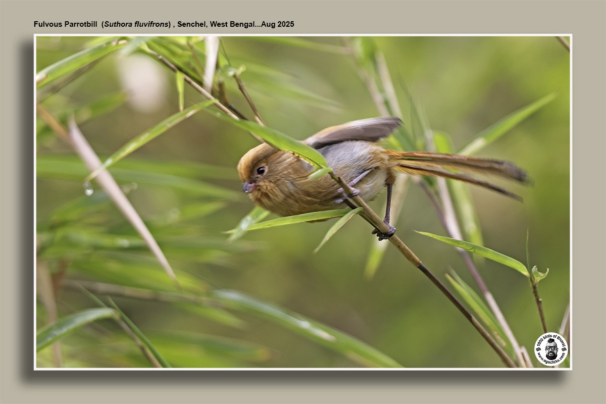 Fulvous Parrotbill - ML640996747