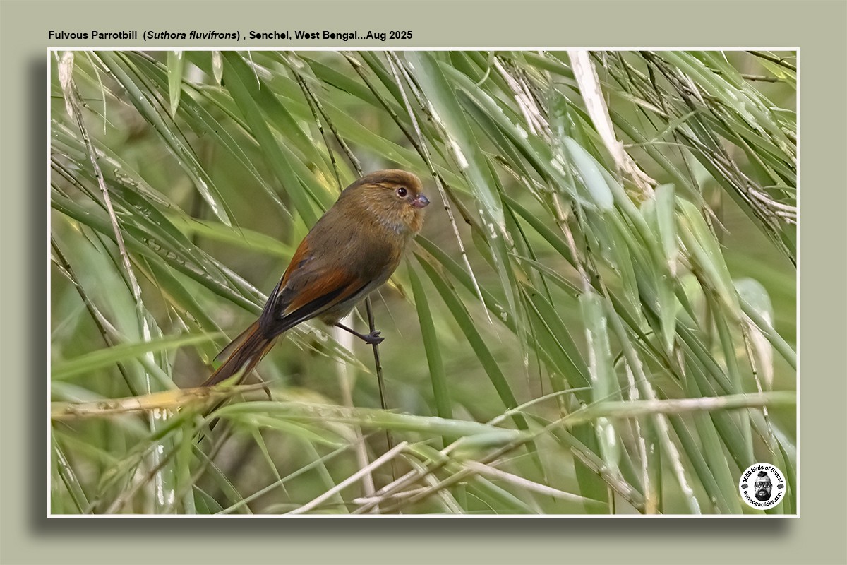 Fulvous Parrotbill - ML640996748