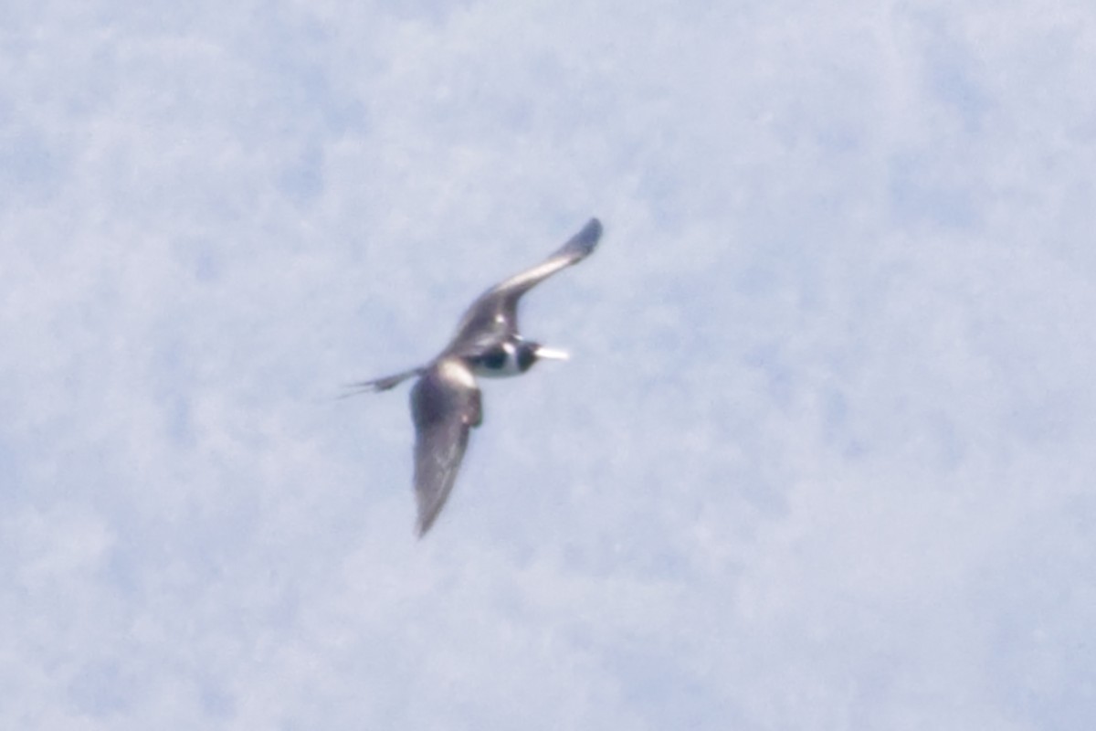 Christmas Island Frigatebird - ML640996750