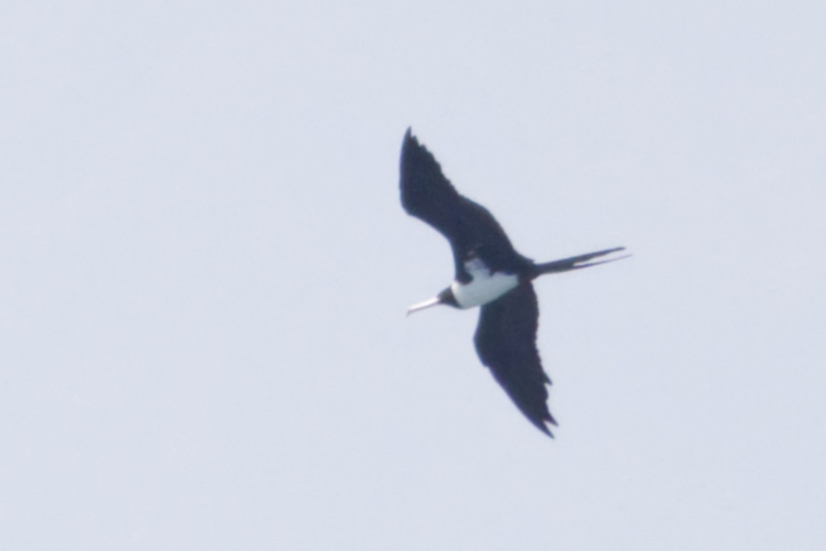 Christmas Island Frigatebird - ML640996762