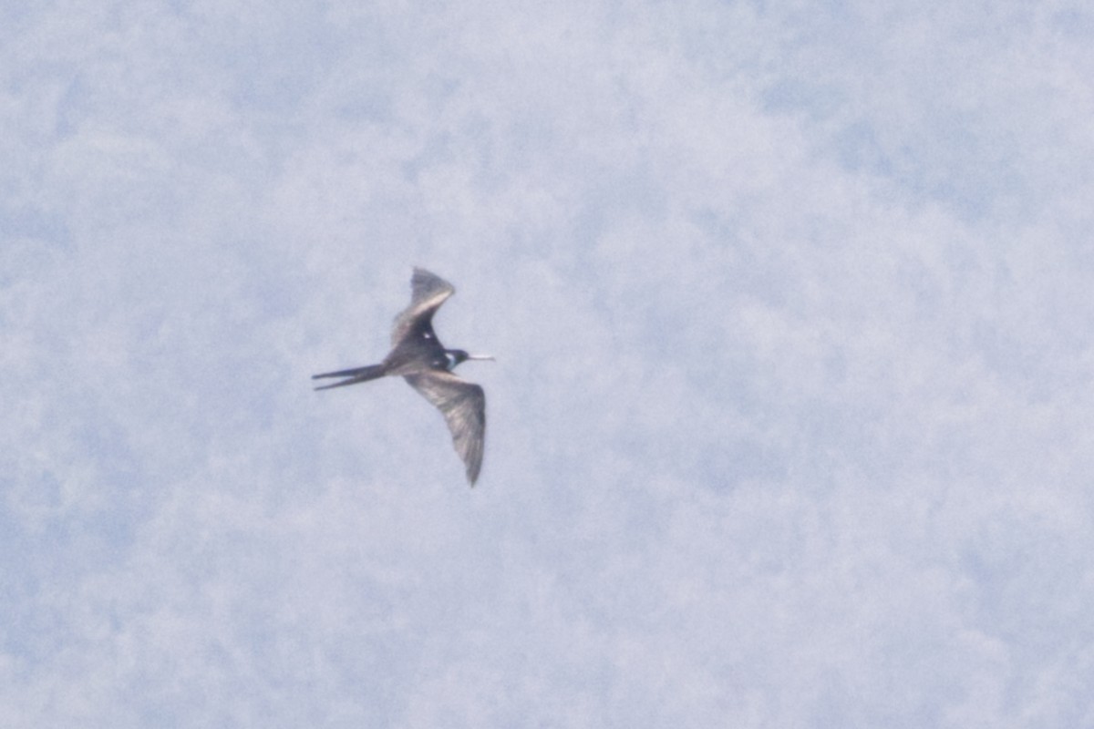 Christmas Island Frigatebird - ML640996770