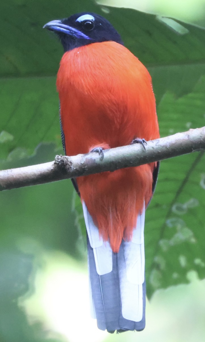 Rotbürzeltrogon - ML640996798