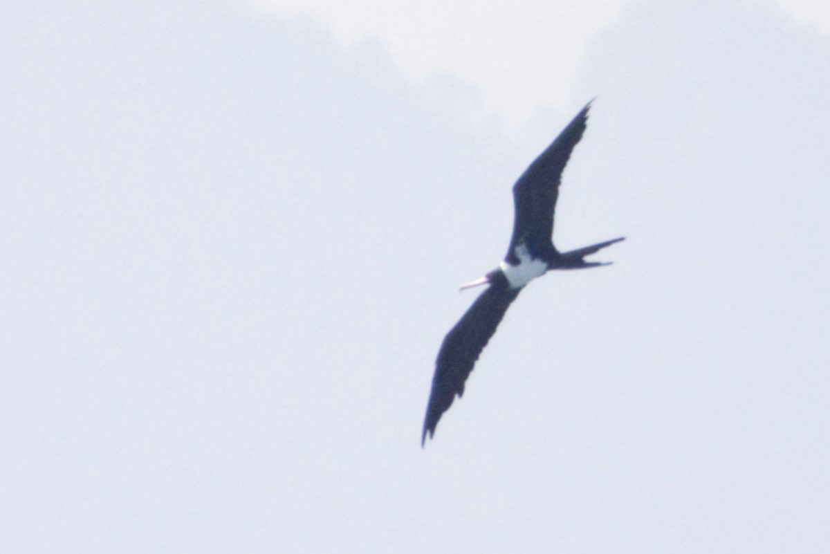 Christmas Island Frigatebird - ML640996799