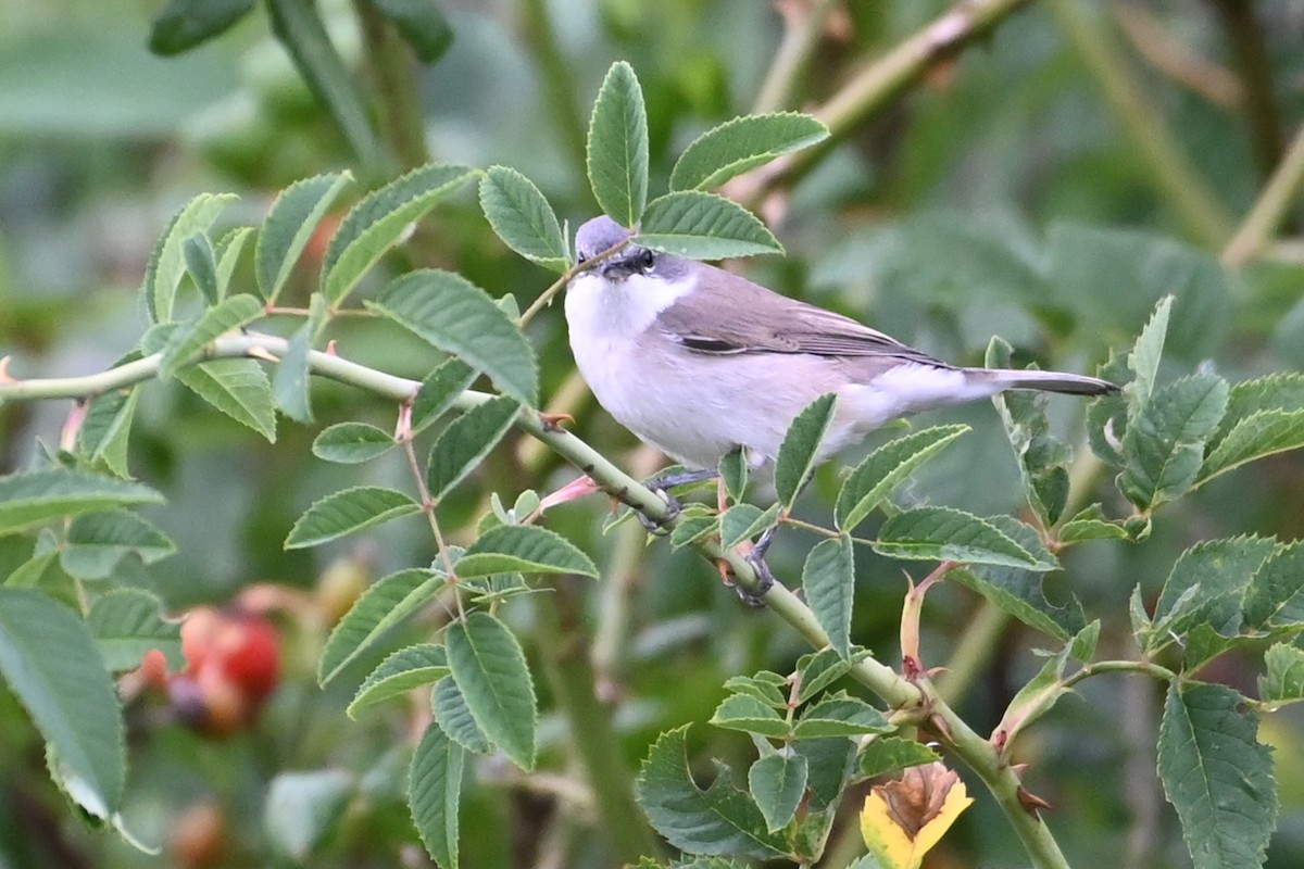 Lesser Whitethroat - ML640996802